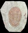 Ordovician Asaphellus Trilobite - Morocco #55152-1